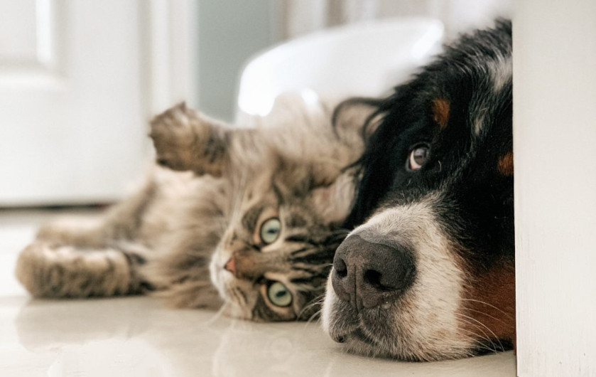 cat and dog laying together